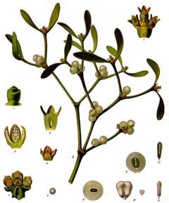 Viscum album Mistletoe, European mistletoe Viscum album Mistletoe, European mistletoe