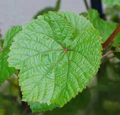 Vitis coignetiae Crimson Glory Vine