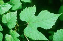 Vitis palmata Red Grape, Catbird grape Vitis palmata Red Grape, Catbird grape
