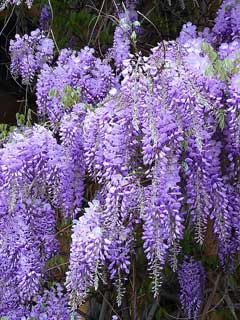Wisteria sinensis Chinese Wisteria Wisteria sinensis Chinese Wisteria