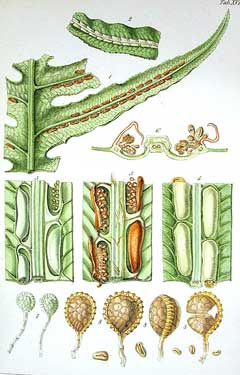 Woodwardia radicans Chain Fern, Rooting chainfern Woodwardia radicans Chain Fern, Rooting chainfern