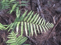 Woodwardia virginica Virginia Chain Fern