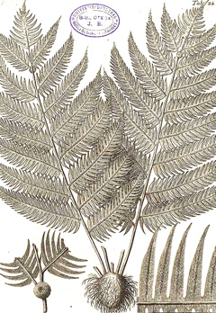 Woodwardia virginica Virginia Chain Fern