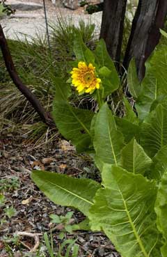 Wyethia angustifolia California Compass Plant Wyethia angustifolia California Compass Plant