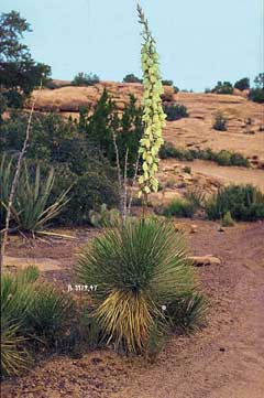 Yucca angustissima Narrowleaf yucca, Kanab yucca, Toft Yucca angustissima Narrowleaf yucca, Kanab yucca, Toft