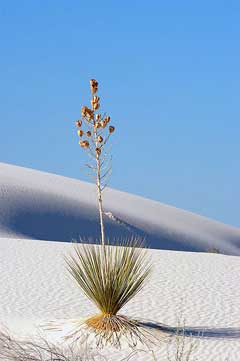 Yucca elata Soap Tree, Soaptree yucca, Soapweed, Soapweed Yucca Yucca elata Soap Tree, Soaptree yucca, Soapweed, Soapweed Yucca