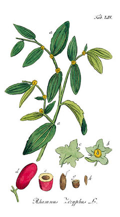 Ziziphus jujuba Jujube