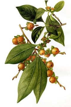 Diospyros lotus Date Plum
