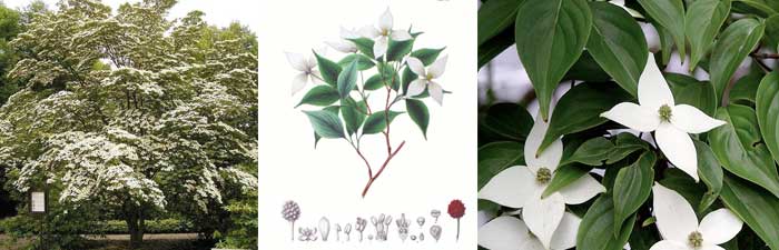 Cornus kousa